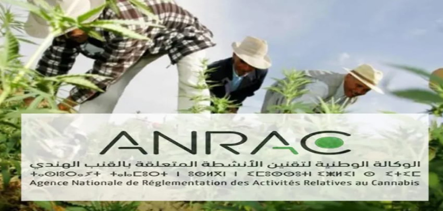 CBD : le Maroc s’installe, pas à pas, dans la nouvelle géographie mondiale du cannabis thérapeutique