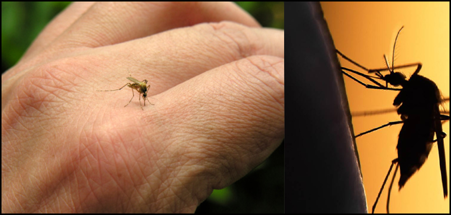 Leishmaniose et paludisme au Maroc, que peut apporter l’expertise médicale spécialisée aux programmes de santé publique ?